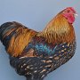 Zwerg-Wyandotten orangefarbig-gebändert von Henke, Leon Preis sg 94 E